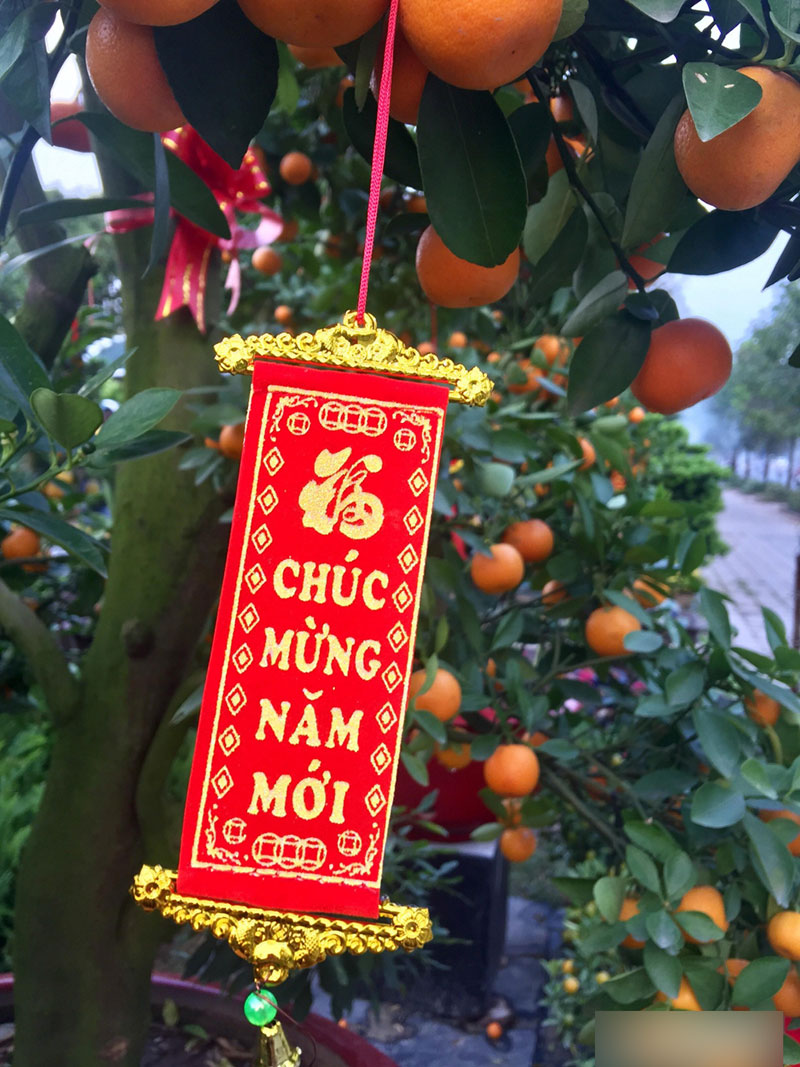 Một cây vàng không mua nổi cây quất trưng Tết tại vỉa hè Sài Gòn